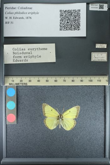 Media type: image;   Entomology 191556